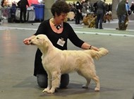 2nd best puppy male at DKK´s Int.Show February 2011
